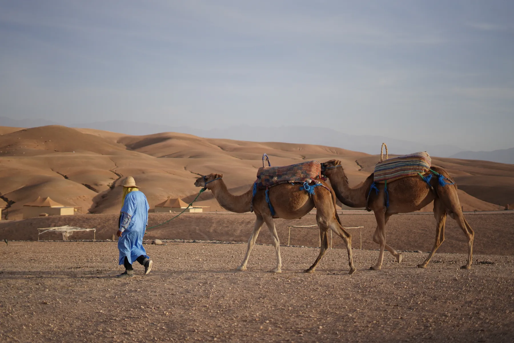 Camels resting in the stony Agafay desert near Marrakech