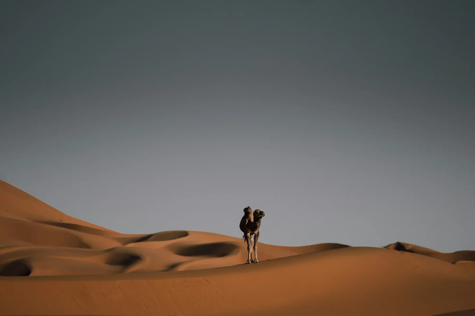 Camels resting in the orange dunes of Merzouga