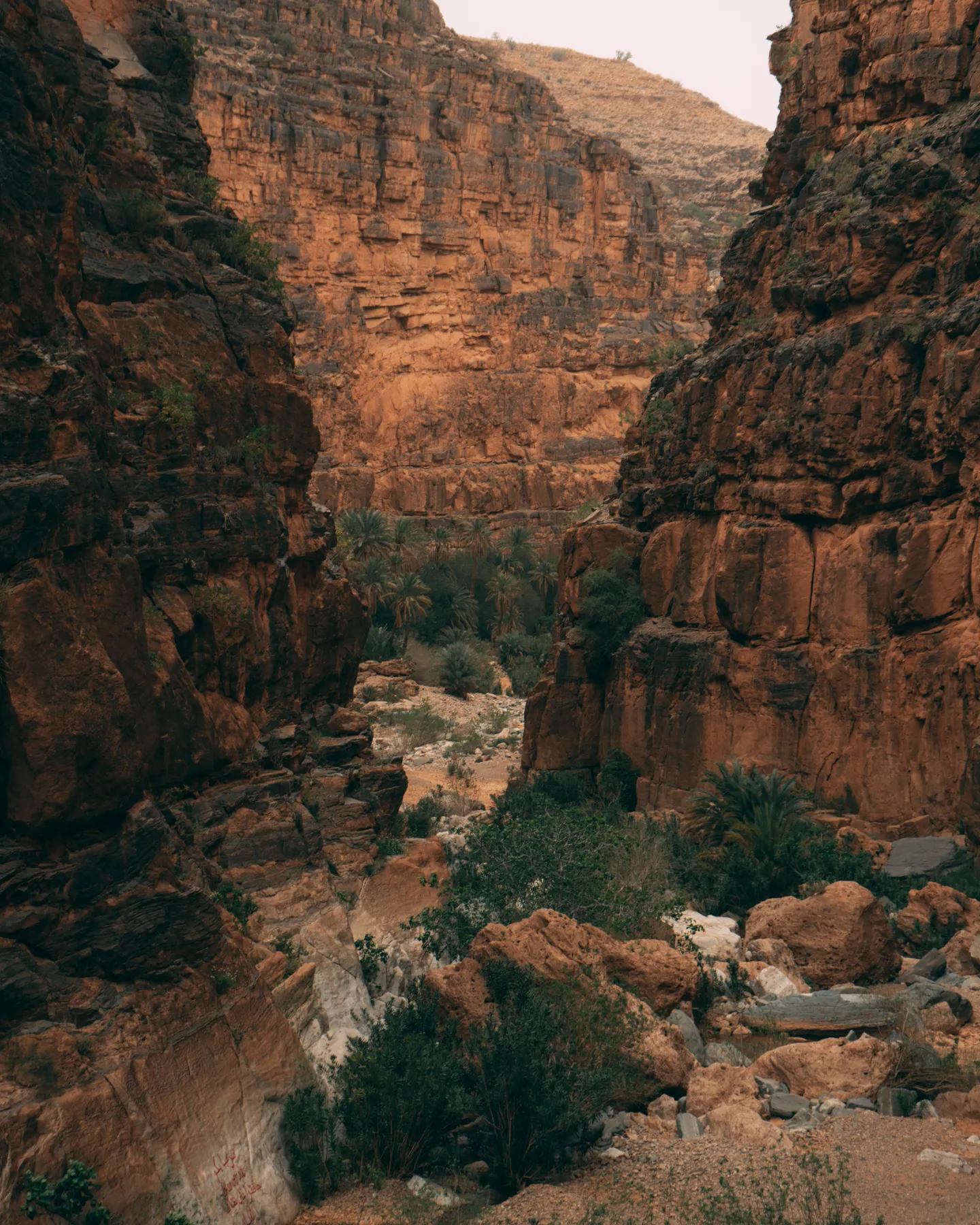 Palm trees in a red rock canyon of the Anti-Atlas