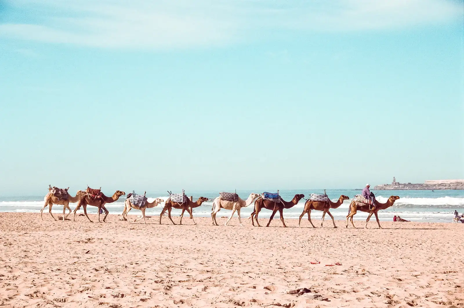 A line of camels walking along the wide beach of Essaouira