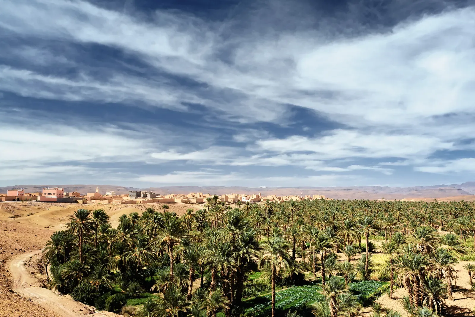 Date palms in a green oasis