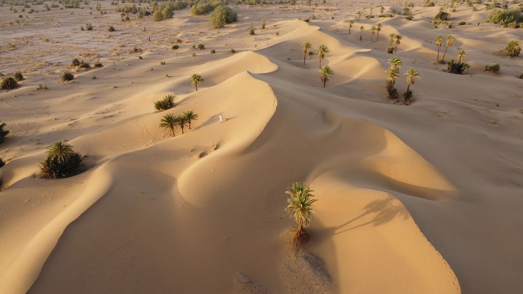 Aerial view of palm trees growing between soft desert dunes