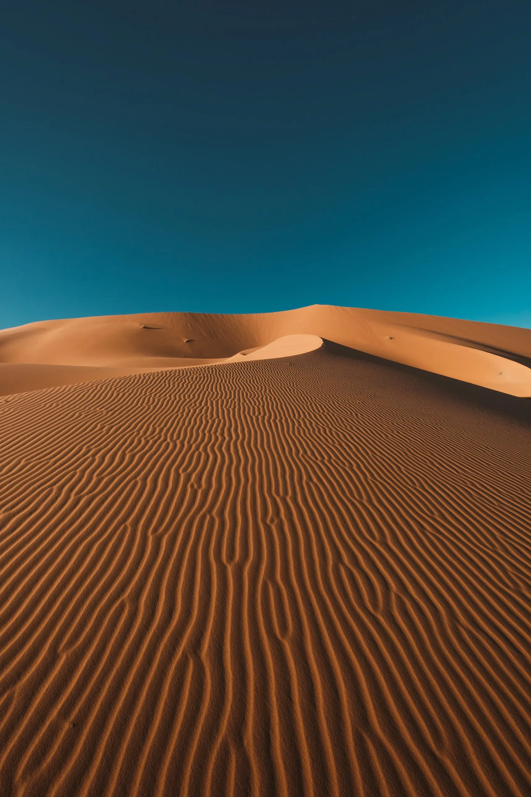 Rippled golden dunes of Erg Chebbi under a deep blue sky