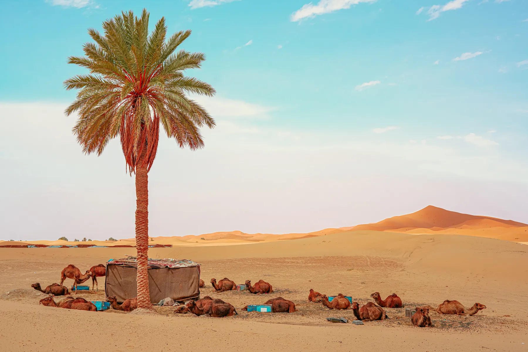 A palm tree and resting camels at the edge of the Erg Chebbi dunes
